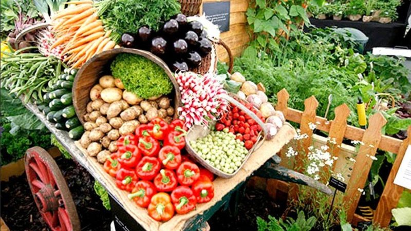 Калейдоскоп рекомендаций «Мой сад и огород – здоровье и доход»