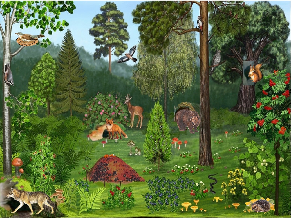 Экологическое ассорти «Кто в лесу живет и что в лесу растет?»